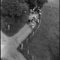 Conduire le troupeau, photographie, 24 x 30 cm, 1962