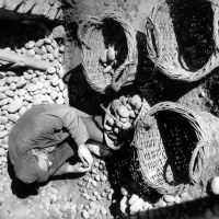 Récolte des pommes de terre, 24 x 30 cm, septembre 1962