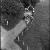 Conduire le troupeau, photographie, 24 x 30 cm, 1962