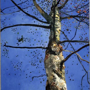 Bouleau, huile sur toile