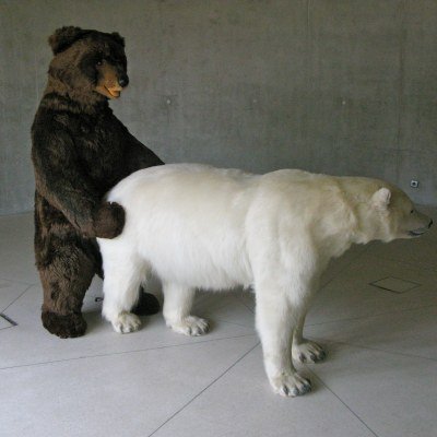 Bipolar Perversion 2, ours en peluche et ours blanc naturalisé