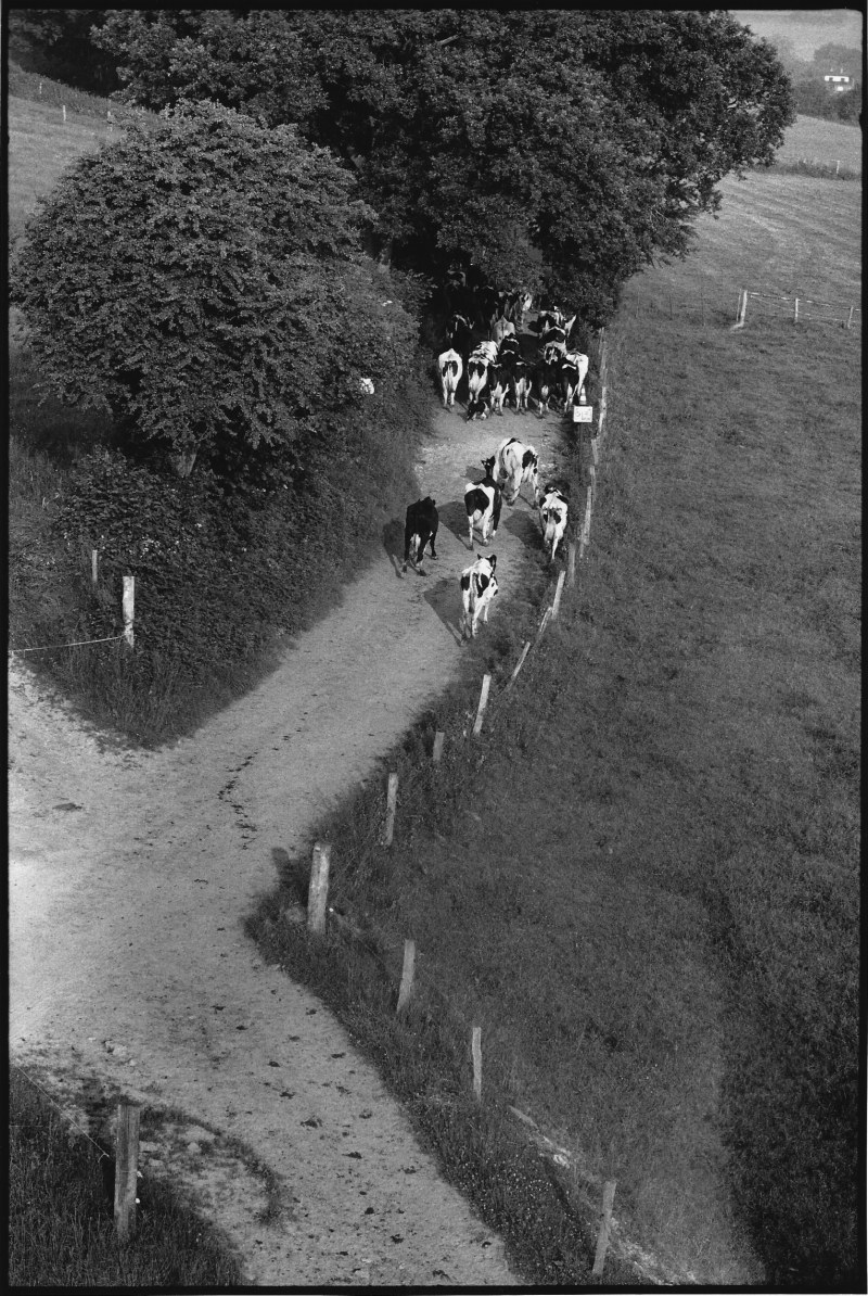 Conduire le troupeau, photographie, 24 x 30 cm, 1962
