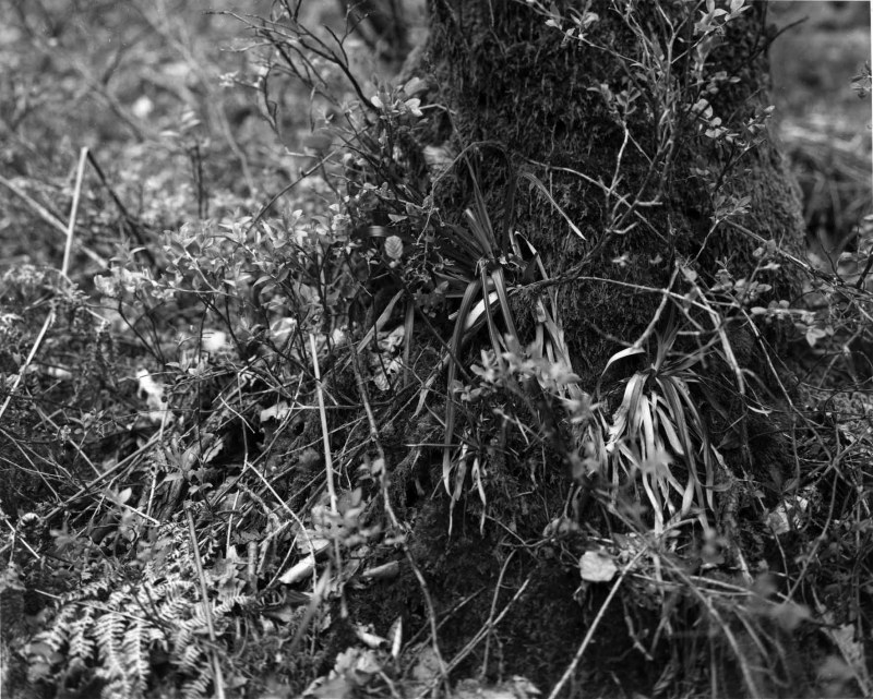 Bérismenil, tirage argentique, 2009