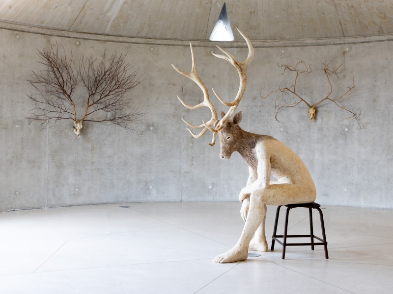 Cerf, cerf !