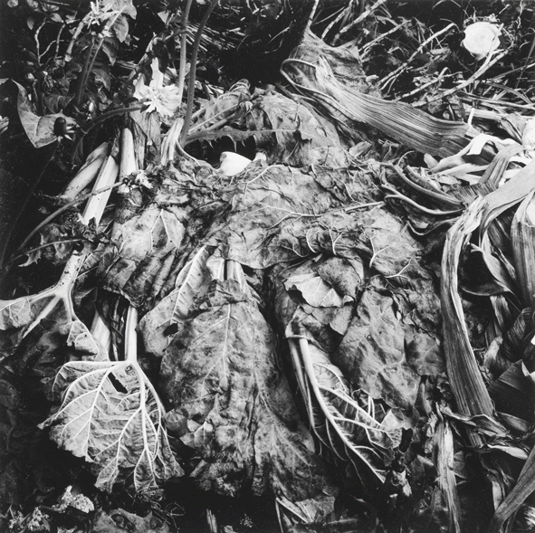 Au jardin, Daniel Michiels