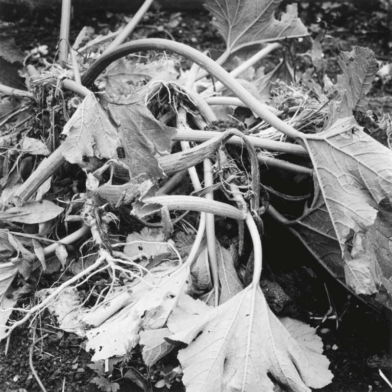 Au jardin, Daniel Michiels