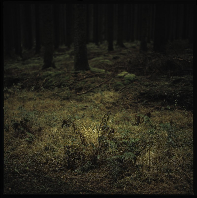 Sous bois