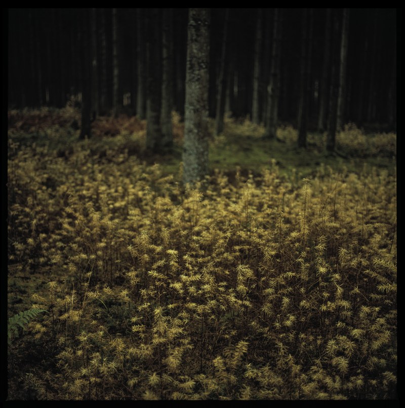 Sous bois