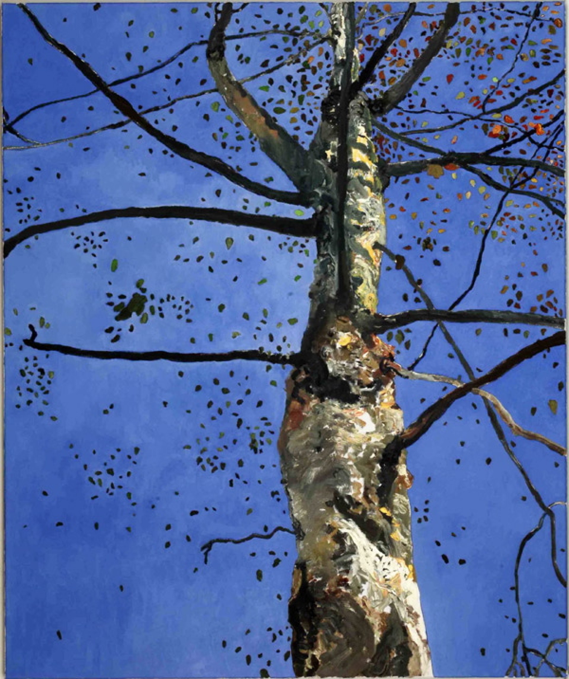 Bouleau, huile sur toile