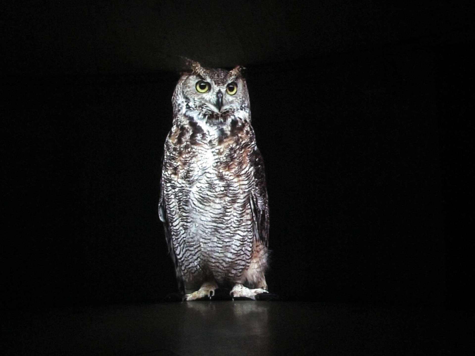 Le Hibou, vidéo, 2005, prêt collection du FRAC Occitanie