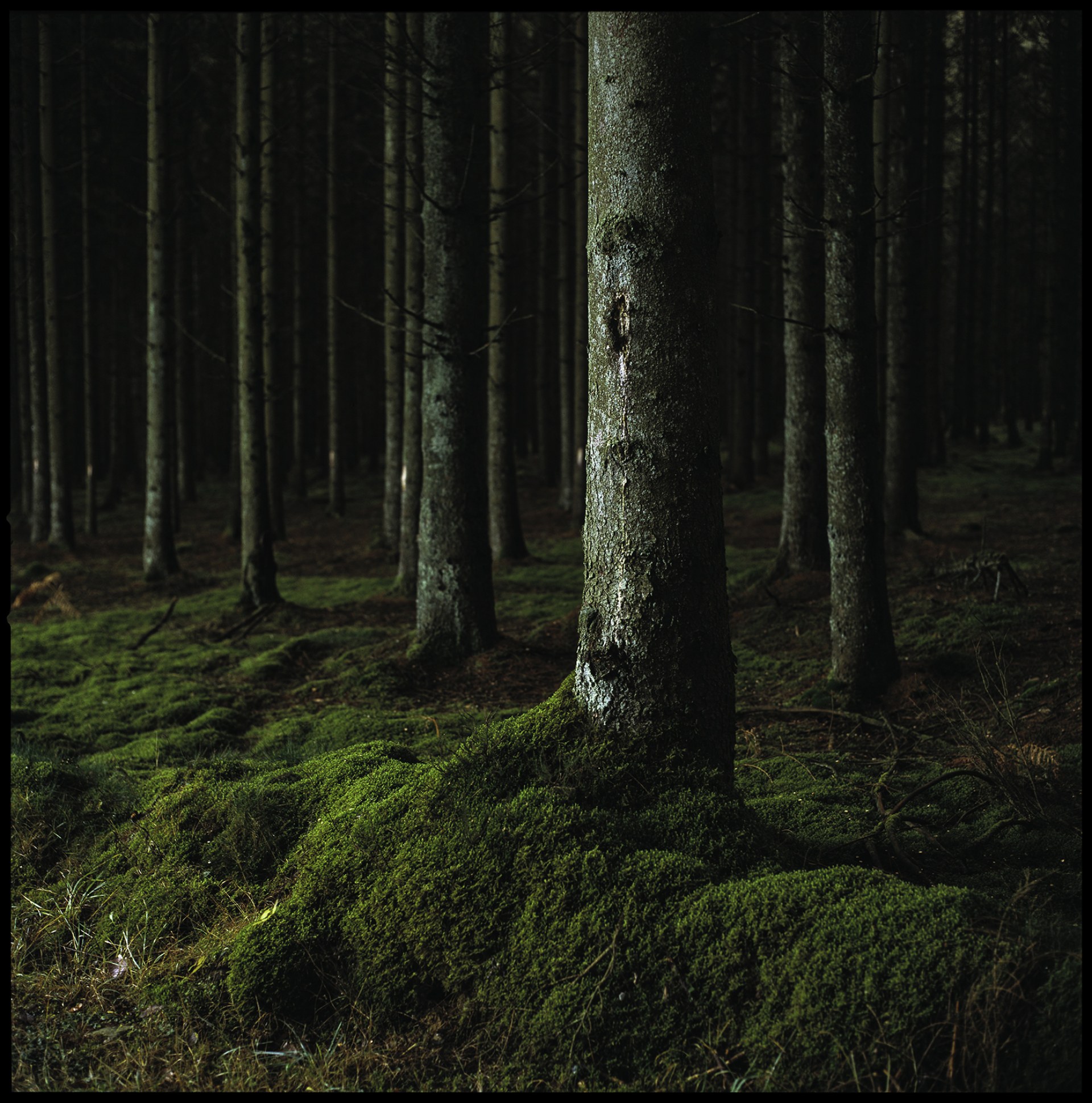 Sous bois