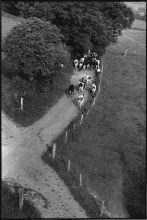 Conduire le troupeau, photographie, 24 x 30 cm, 1962