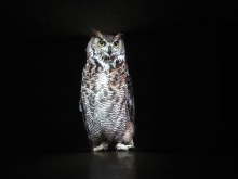Hibou