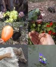 Se faire des amis est une série de 7 vidéos réalisées avec des animaux , 1999-2006